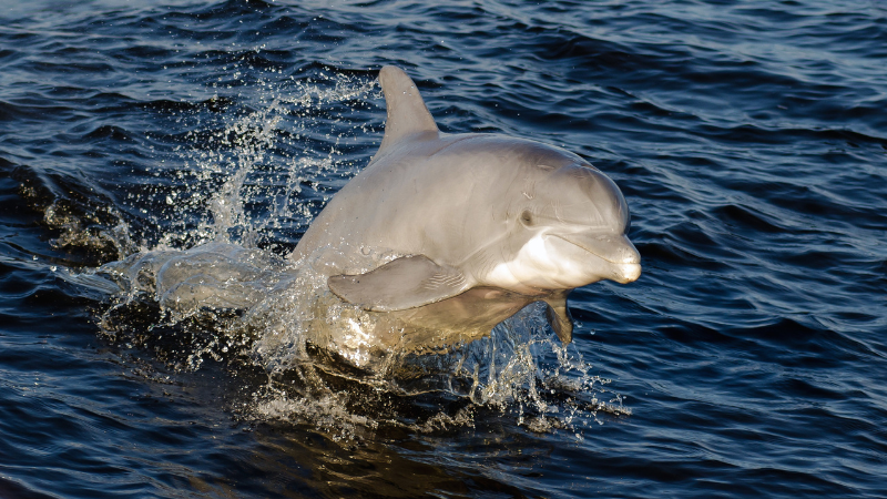 Family-Friendly Summer Activities Near Mobile Bay and Gulf Shores | Bellator Real Estate
